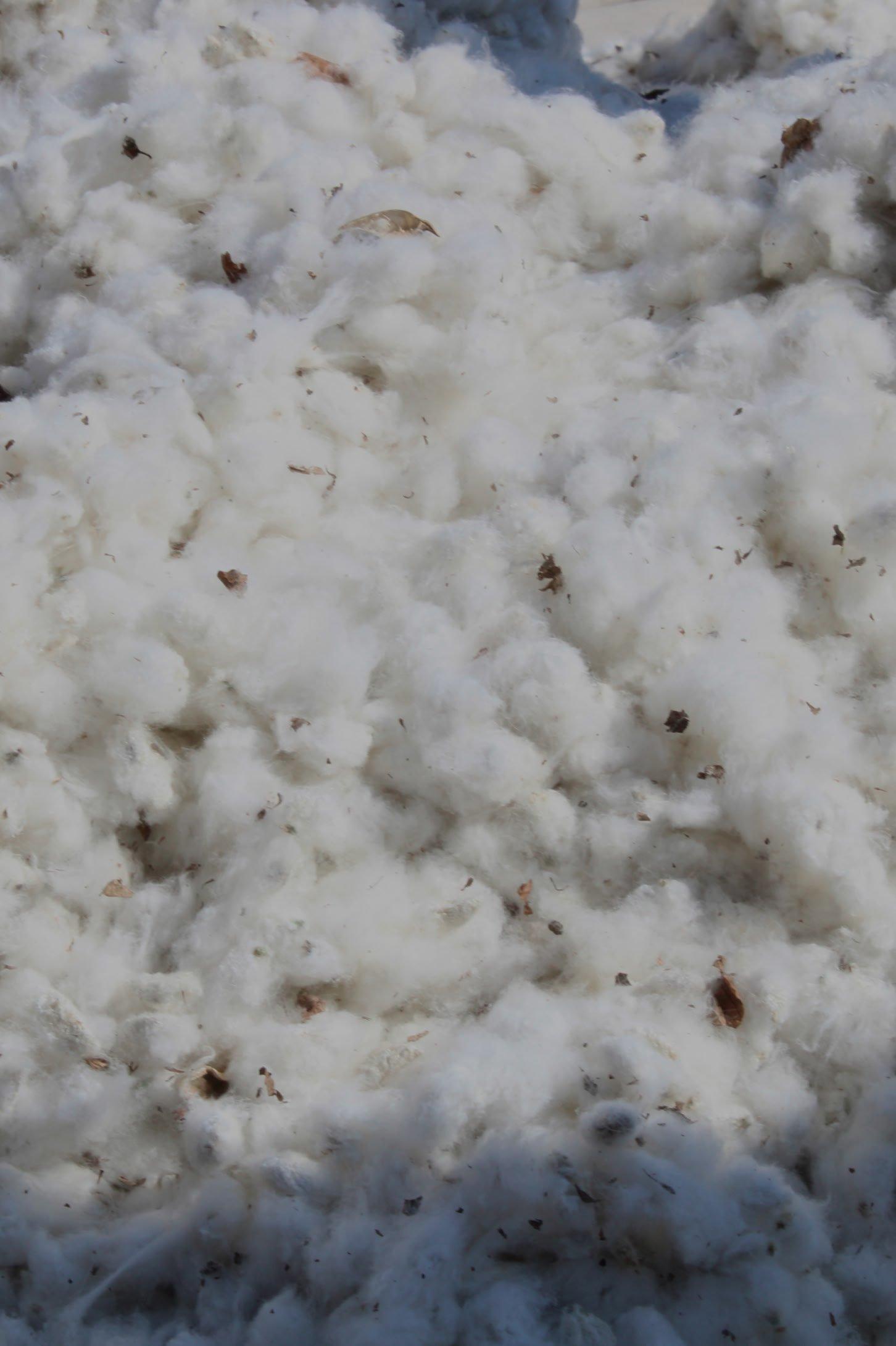 cotton connect
