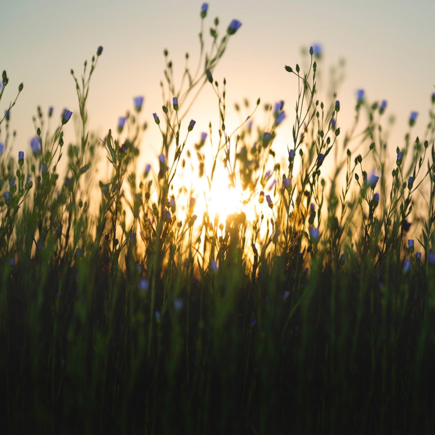 european flax