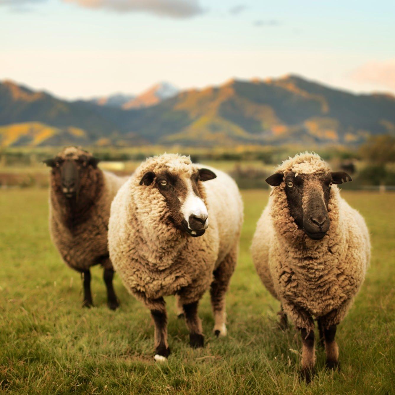 animal welfare